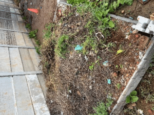 Kwazakele community garden in Gqeberha