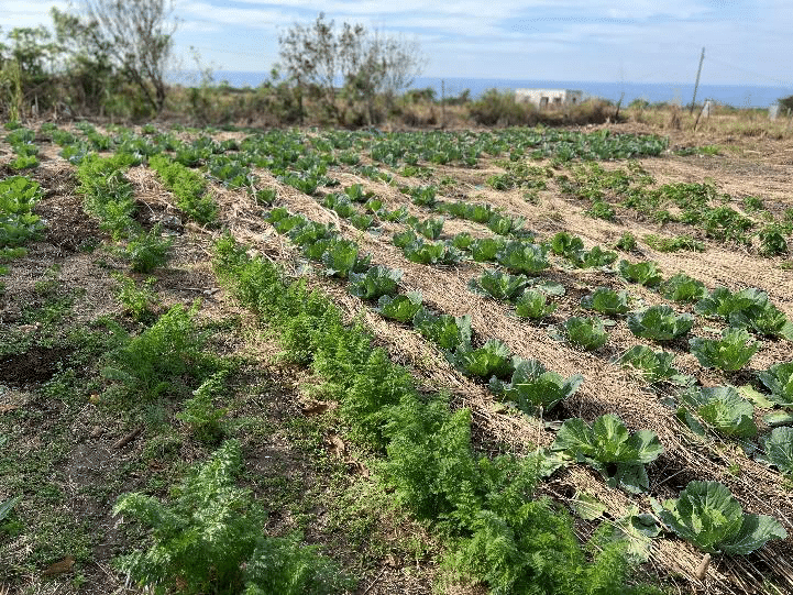 Community garden work in Mpame