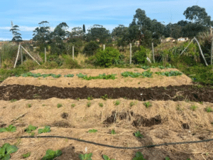 Community farming visit in Zithulele