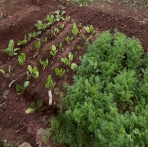 Vegetable garden at Every Nation Kwazakele