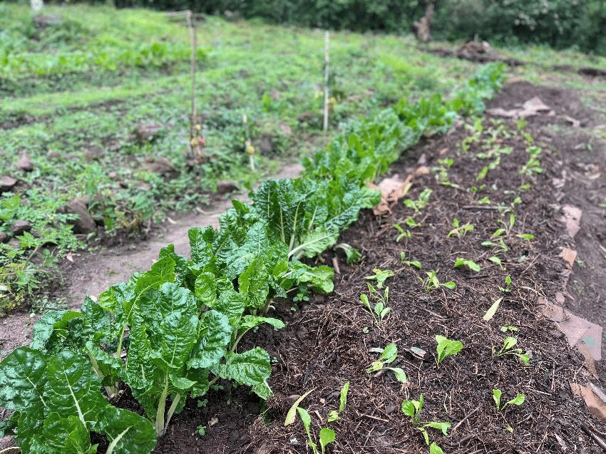 Sinethemba's garden after improvements