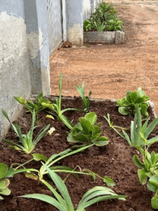 Kwazakele garden progress and planting