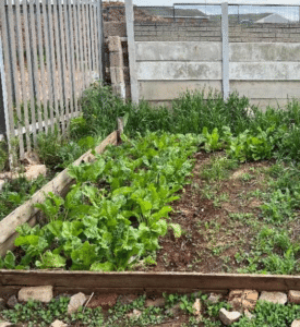 Community agriculture work at Kwazakele